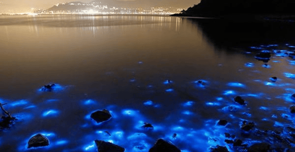 Glistening Waters Luminous Lagoon Night Boat Tour
