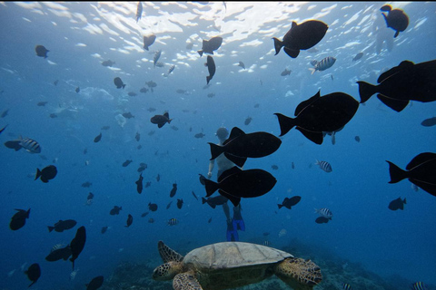 Waikiki : Visite en petit groupe du Turtle Canyon avec masque et tuba