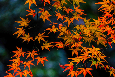 Hangzhou Temples Trail: Explore Lingyin, Faxi, and Yongfu