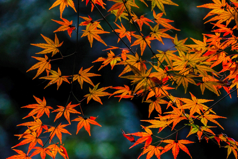 Hangzhou Temples Trail: Explore Lingyin, Faxi, and Yongfu