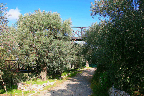 Limassol: tour per crocieristi, olio d&#039;oliva, artigianato e panorami costieriTour per crocieristi in minibus