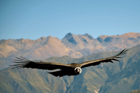 Z Arequipy: 2-dniowa wycieczka do Kanionu Colca + hotel