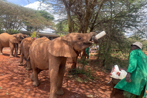 Nairobi: Elephant Orphanage, Giraffe Centre and Karen BlixenElephant Orphanage, Giraffe Centre and Karen Blixen