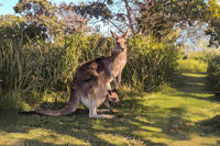 North Stradbroke Island, viagem de um dia com vida selvagem e horário de praia - Housity