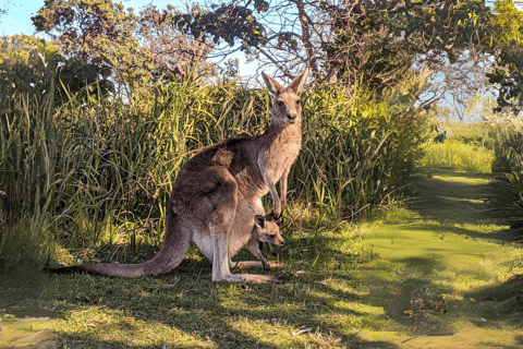 Isola di North Stradbroke: Escursione di un giorno con la fauna selvatica e la spiaggia8:30 YHA Brisbane City Servizio di prelievo