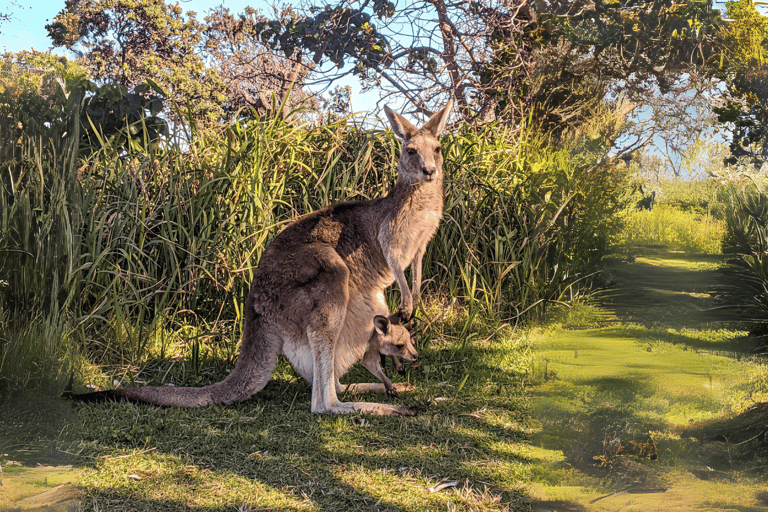 Ilha North Stradbroke: Viagem de 1 dia com vida selvagem e praia8h30: YHA Brisbane City Serviço de busca