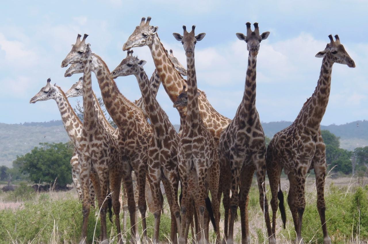 Dar es Salaam: Ganztägige Wildtier-Safari im Mikumi-Nationalpark