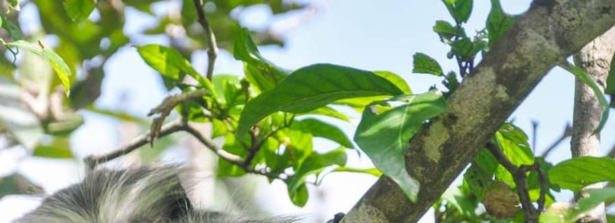 Zanzibar : forêt de Jozani, grotte de Salaam et Rock Restaurant