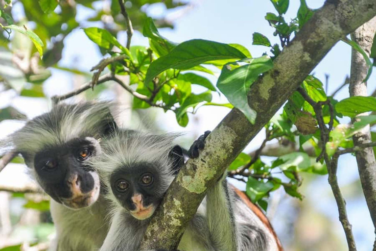 Zanzibar: Jozani forest and Butterfly day tour TOUR WITH TRANSFER (HOTEL PICK-UP AND DROP-OFF)