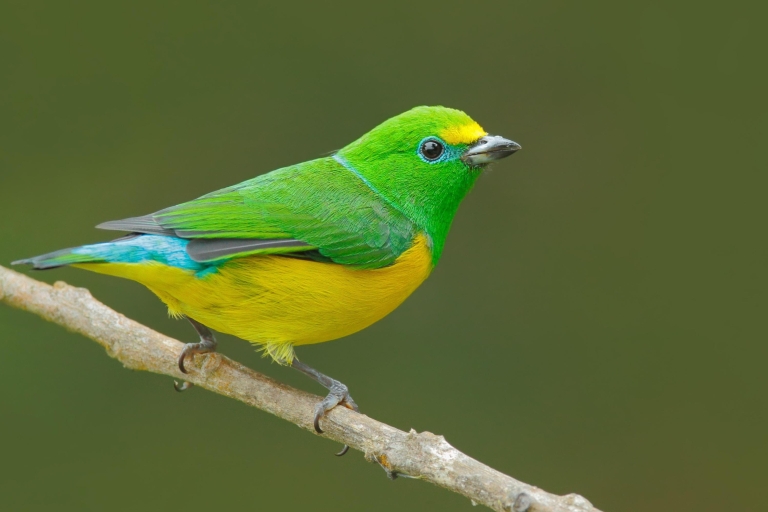 Vacances ornithologiques : Circuit de 6 jours dans la Sierra Nevada et La Guajira