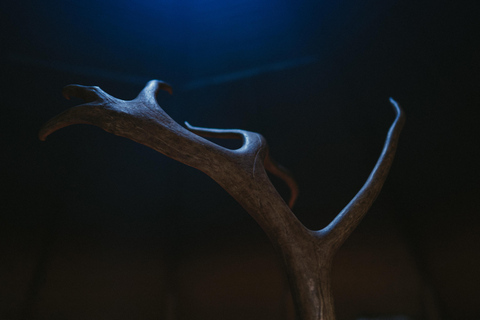 Rovaniemi: Reindeer Farm Visit with Photographer