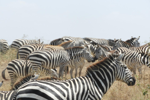 Private Nairobi National Park Drive in 4*4 landcruiser
