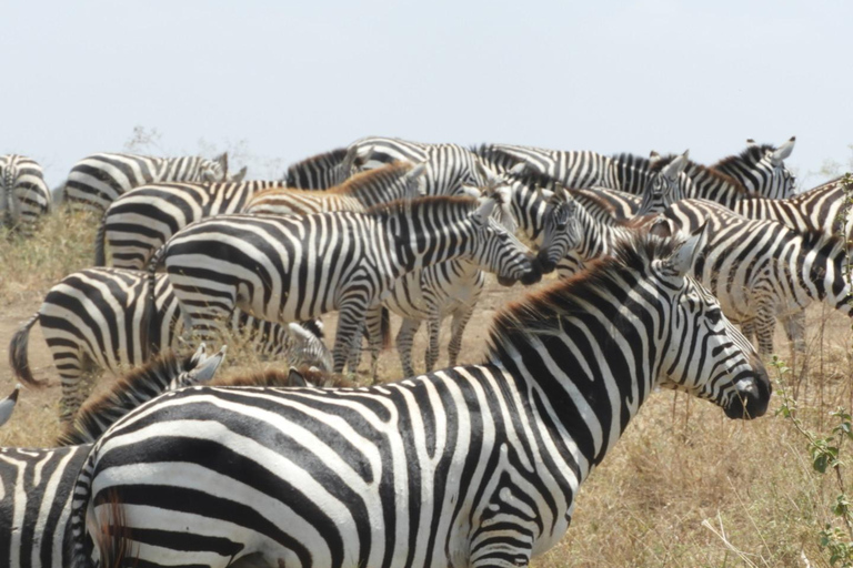 Private Nairobi National Park Drive in 4*4 landcruiser