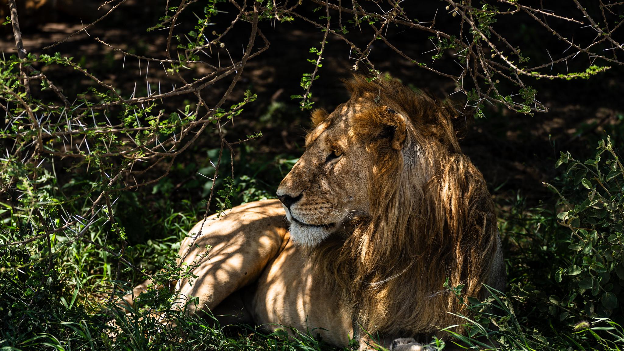 Ab Arusha: 6 Tage Safari Ngorongoro Abenteuer und Serengeti