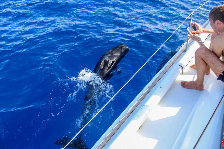 Boat Trip: Dolphin & Whale Watching Sailing Tour 11 Pax Max Boat Trip: Dolphin & Whale Watching Sailing Tour 11 Pax Max