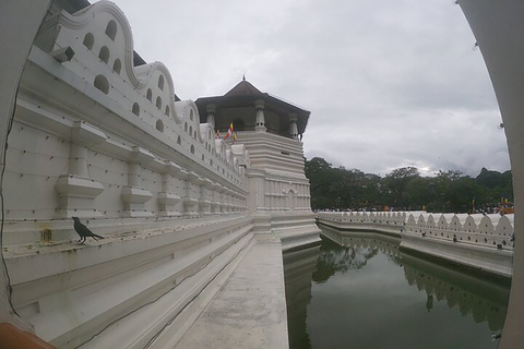 Tour di 4 giorni di Kandy e Nuwara Eliya con tè e paesaggi collinari in Sri Lanka