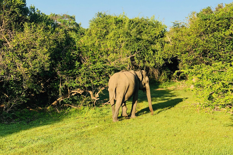 Yala: All-Inclusive Leopard Safari with Driver & Tickets