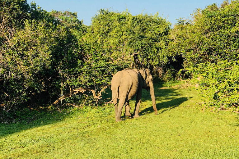 Yala: All-Inclusive Leopard Safari with Driver & Tickets