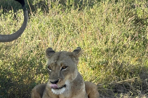 Nairobi National Park Half-Day Guided Safari (4–5 Hours) Nairobi National Park Half-Day Shared Guided Safari