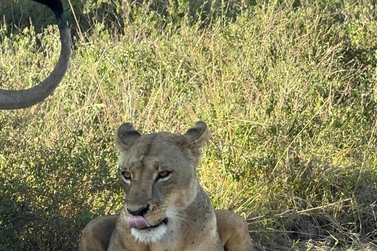 Nairobi National Park Half-Day Guided Safari (4–5 Hours) Nairobi National Park Half-Day Shared Guided Safari