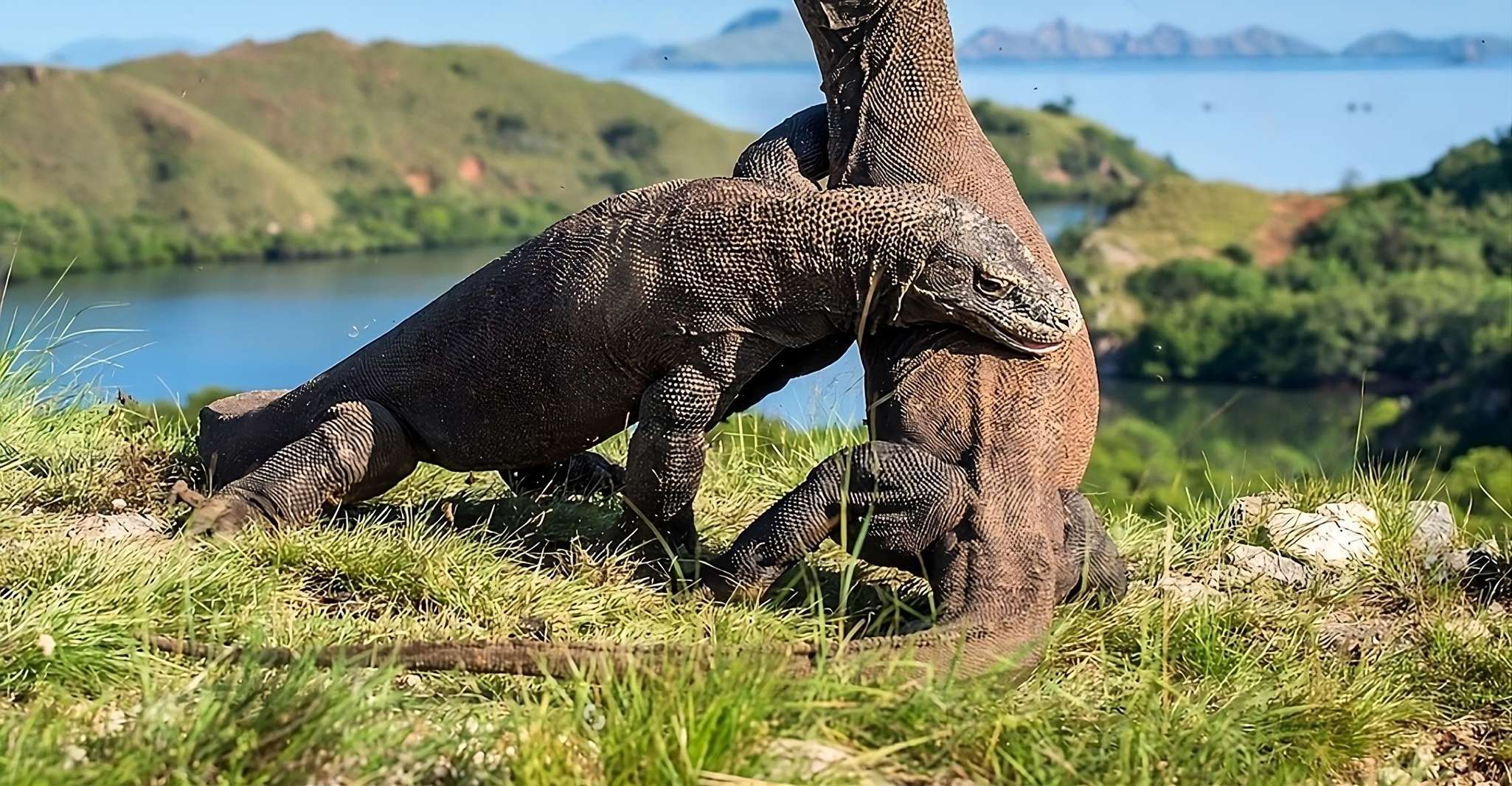 Desde Labuan Bajo, Tour de día por la isla de Komodo con snorkel - Housity