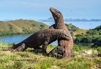 Desde Labuan Bajo, Tour de día por la isla de Komodo con snorkel - Housity