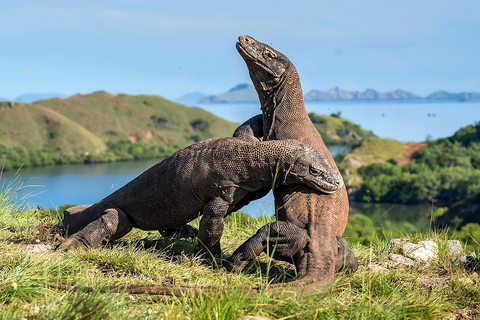 From Labuan Bajo: Day Tour of Komodo Island with Snorkeling