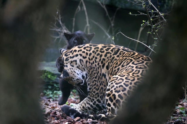 Amsterdam: Biglietto d&#039;ingresso per lo zoo reale ARTIS