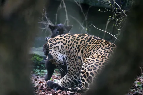 ARTIS-Park toegangsbewijs