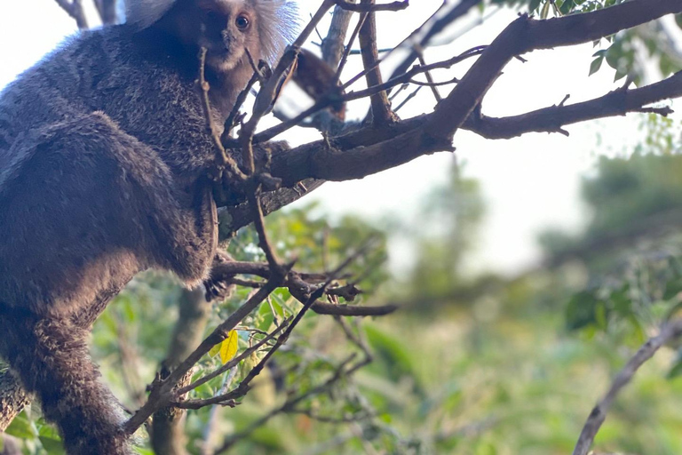 Rio de Janeiro:Wandeling met twee broers, mooiste uitzicht van RioTwo Brothers Trail in Vidigal, mooiste uitzicht op Rio