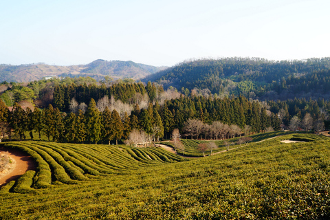 Kathmandu: Ilam Tea Garden & Sunrise 3-Day Tour