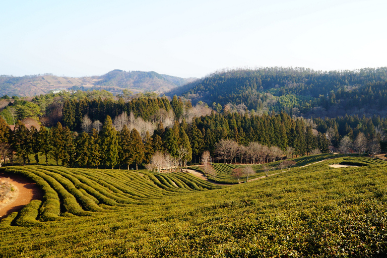 Kathmandu: Ilam Tea Garden & Sunrise 3-Day Tour