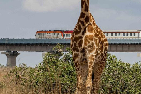 Nairobi Nationalpark, Elefantenbaby & Mittagessen im Carnivore