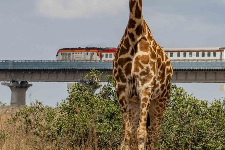 Nairobi Nationalpark, Elefantenbaby & Mittagessen im Carnivore