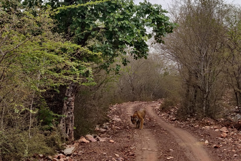 Excursión de un día al Safari del Tigre de Ranthambore desde Jaipur -Todo incluidoSafari matutino en coche con tigres desde Jaipur