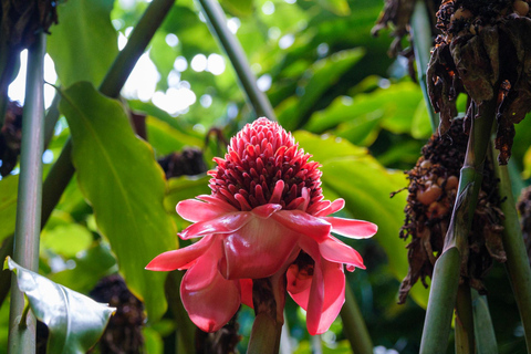 From Oahu: Kauai Waimea Canyon and Koke'e Adventure Tour