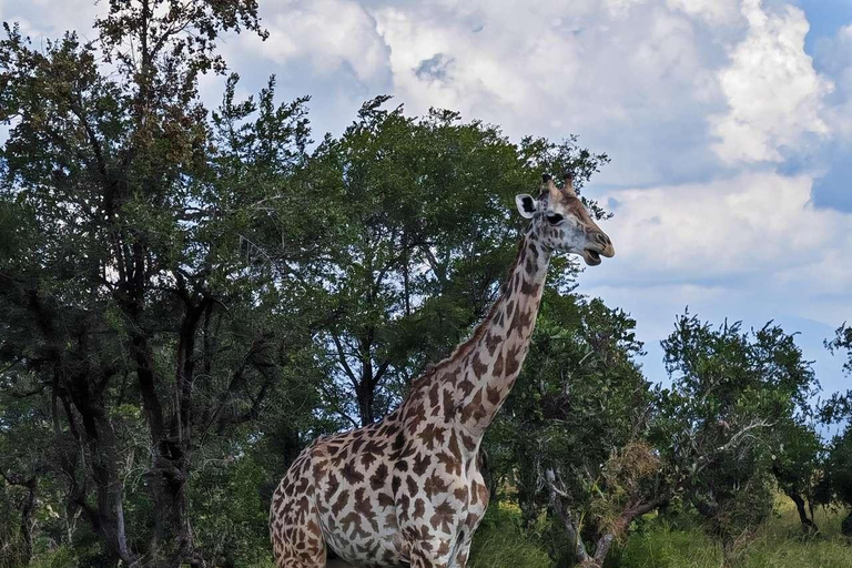 From Zanzibar: Mikumi Safari Day Trip with Flights and Lunch Mikumi Shared Safari without hotel transfer