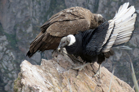 COLCA: A day trip + hike over the canyon