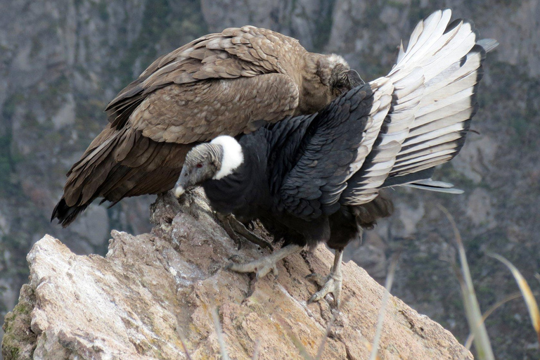 COLCA: A day trip + hike over the canyon