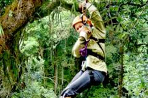 Rainforest Canopy Adventure from San Jose