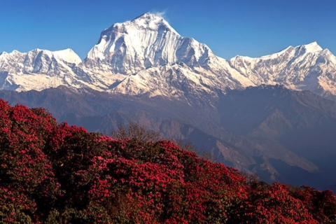 Trek de 9 jours au camp de base de l'Annapurna via Ghorepani Poon Hill