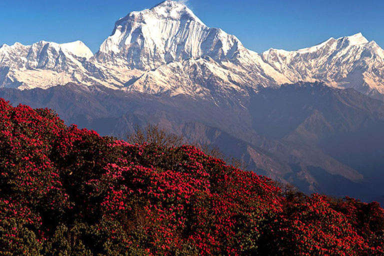 Trek de 9 jours au camp de base de l'Annapurna via Ghorepani Poon Hill