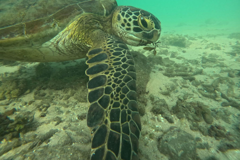Mirissa: Sea Turtle Conservation Experience with Snorkeling