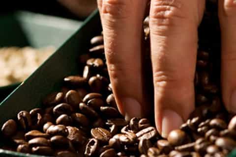 coffee plantation tour at café britt from san jose