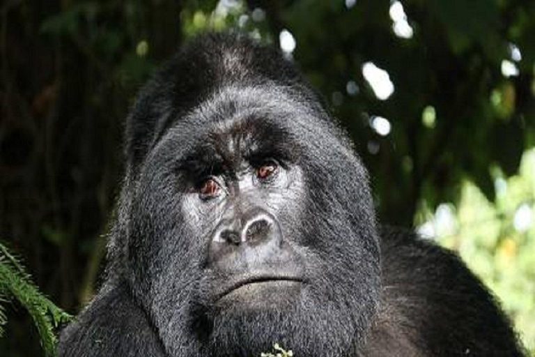 Uganda: 6-Day Uganda best Budget tour