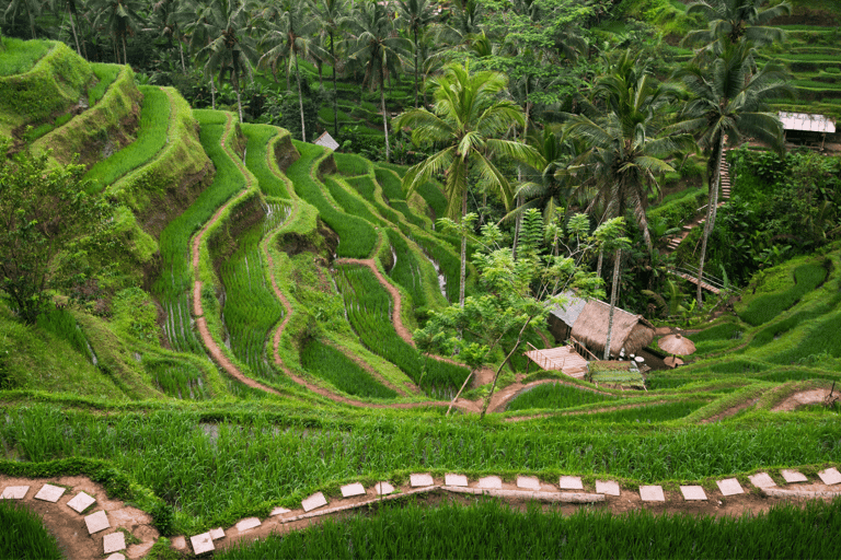 Bali: Ubud Tour with Sacred Monkey Forest & Rice Terraces