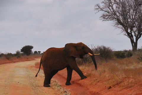 Nairobi: 4-Day Masai mara Naivasha Tour