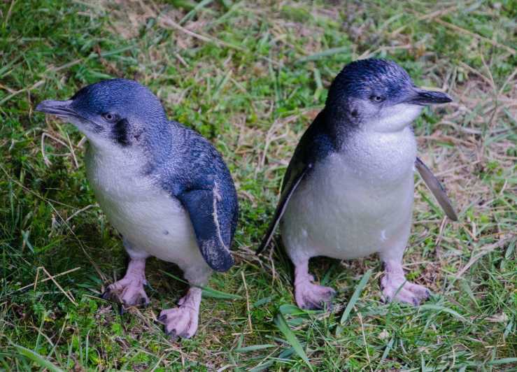 Otago-félsziget tájkép és kis kék pingvin túra