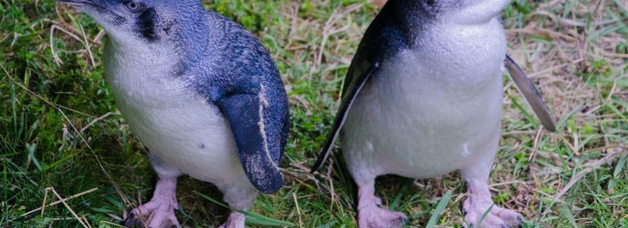 Excursion dans la péninsule d'Otago et visite du petit pingouin bleu