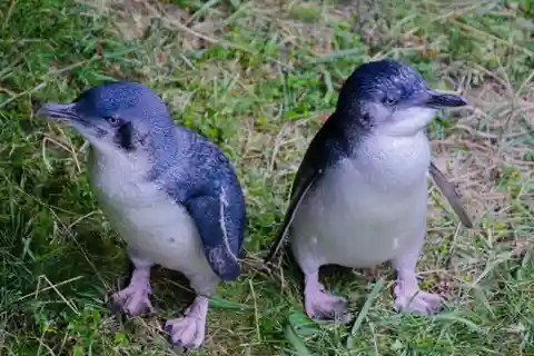 Otago Peninsula Scenery & Little Blue Penguin tour